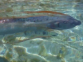 Oarfish