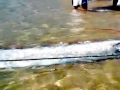 Oarfish