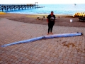 Oarfish