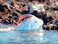 Oarfish
