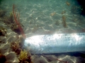 Oarfish