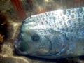 Oarfish