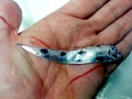 Oarfish
