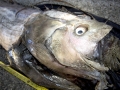 Oarfish