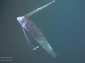 Oarfish