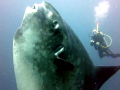 Ocean Sunfish