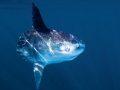 Ocean Sunfish
