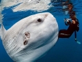 Ocean Sunfish