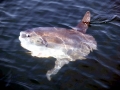Ocean Sunfish