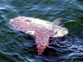 Ocean Sunfish