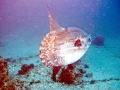 Ocean Sunfish