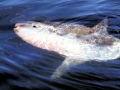 Ocean Sunfish