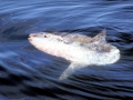 Ocean Sunfish