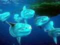 Ocean Sunfish