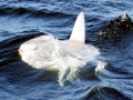 Ocean Sunfish