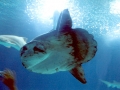 Ocean Sunfish