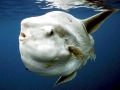 Ocean Sunfish