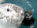 Ocean Sunfish