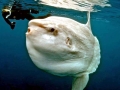 Ocean Sunfish