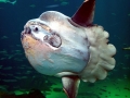 Ocean Sunfish