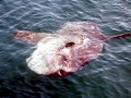 Ocean Sunfish