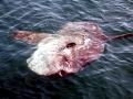 Ocean Sunfish