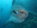 Ocean Sunfish