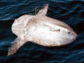 Ocean Sunfish