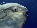 Ocean Sunfish