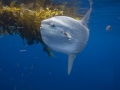 Ocean Sunfish