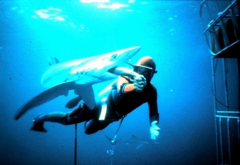 Photo taken by Don Silverston of Dr. Mann hand-feeding a Blue Shark off the coast of San Diego