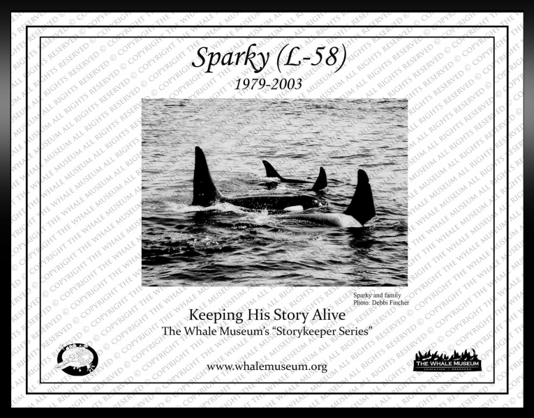 "L-58" was named "Sparky" by the Whale Museum to honor Dr. Mann's given nickname in the game of Slow-Pitch Softball. "L-58" was born in 1980 and died in 2003. "Sparky" had a tall dorsal fin with a rounded tip and a slight wave in the middle. He was the first calf of "Tanya" L-5 and had a younger brother "Flash" L-73 born in 1985. They were a very tight group and were rarely seen apart. "Sparky" was frequently observed with teenage males from the Southern Resident community around him. Perhaps he was serving as a role model or "big brother".