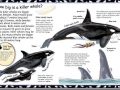 Student hand-outs during a typical program session:  KILLER WHALE