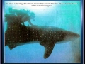 Photo taken by Stan Evanson of Dr. Mann interacting with a Whale Shark off the coast of Mexico and used in the Detroit News article about the program.