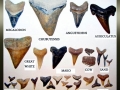 Student hand-outs during a typical program session:  SHARK TEETH DISPLAY
