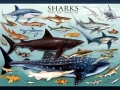 Student hand-outs during a typical program session:  SHARKS