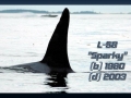 "L-58" was named "Sparky" by the Whale Museum to honor Dr. Mann's given nickname in the game of Slow-Pitch Softball. "L-58" was born in 1980 and died in 2003. "Sparky" had a tall dorsal fin with a rounded tip and a slight wave in the middle. He was the first calf of "Tanya" L-5 and had a younger brother "Flash" L-73 born in 1985. They were a very tight group and were rarely seen apart. "Sparky" was frequently observed with teenage males from the Southern Resident community around him. Perhaps he was serving as a role model or "big brother".