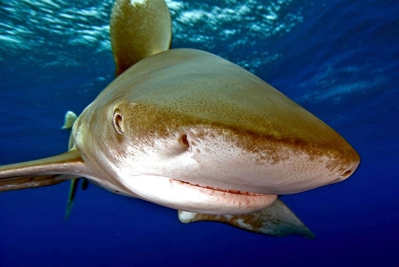 Oceanic Whitetip Shark
