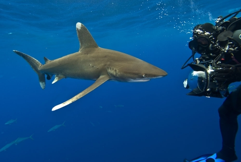 Oceanic Whitetip Shark