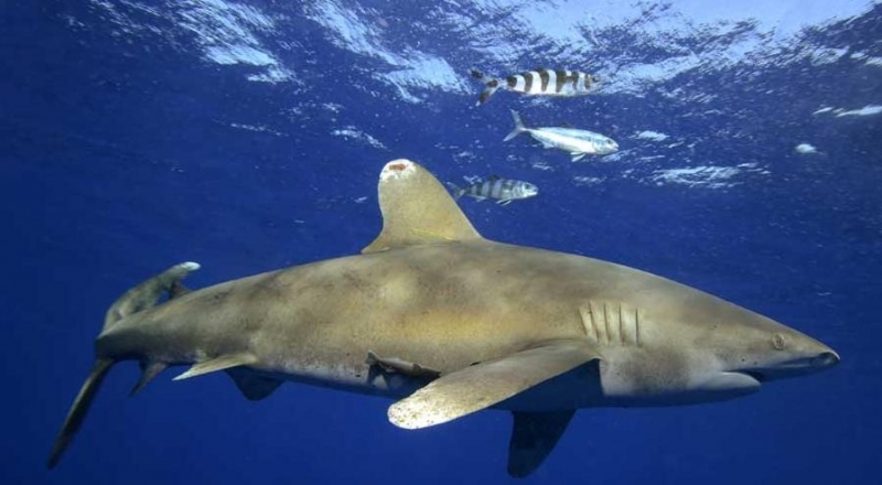 Oceanic Whitetip Shark