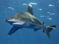 Oceanic Whitetip Shark