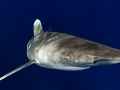 Oceanic Whitetip Shark