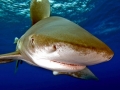 Oceanic Whitetip Shark