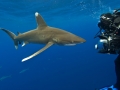 Oceanic Whitetip Shark