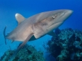 Oceanic Whitetip Shark