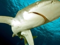 Oceanic Whitetip Shark