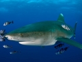 Oceanic Whitetip Shark