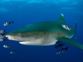 Oceanic Whitetip Shark