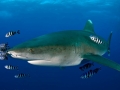 Oceanic Whitetip Shark