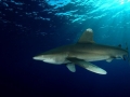 Oceanic Whitetip Shark